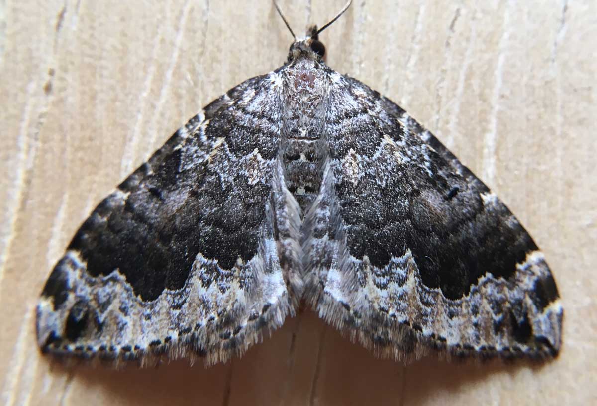 21-Black-banded-Carpet-Antepirrhoe-semiatrata.jpg