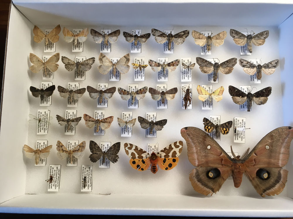 Montana Moth Dispatch January 2020