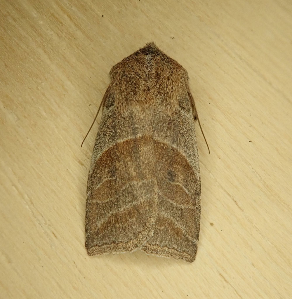 A Lost Sallow (Eupsilia devia) collected March 10th, 2020.