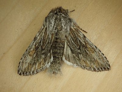 A Darling Hooded-owlet Moth (Cucullia pulla) we collected April 6th, 2020.