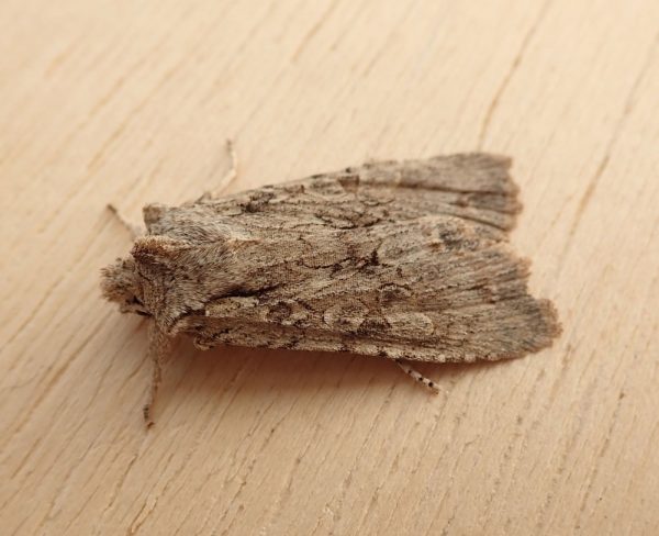 A Dashed-gray Pinion (Lithophane disposita) collected April 8th, 2020.