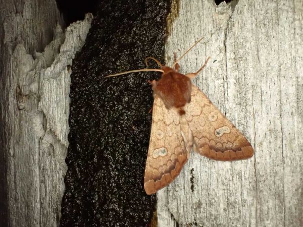 A Rosewing Moth (Sideridis rosea) attracted to our molasses bait.
