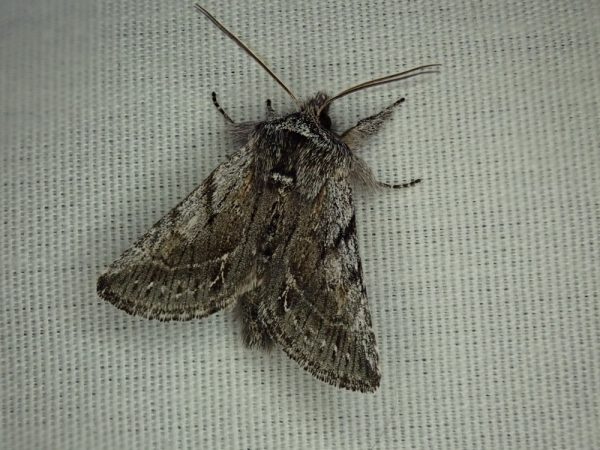 An Estate Pleromelloida (Pleromelloida bonuscula) observed along Miller Creek.