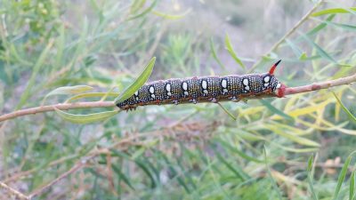 Leafy spurge hawkmoth (Hyles euphorbidae)