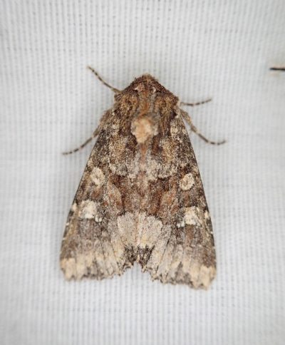 Yellow-headed cutworm (Apamea amputatrix)