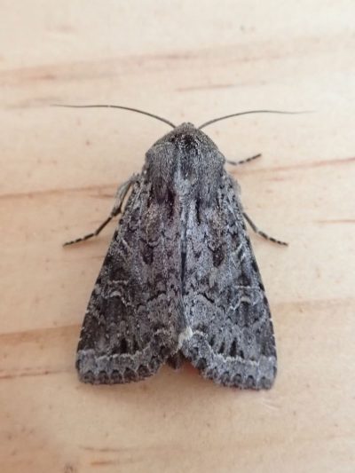 Glassy cutworm (Apamea devastator)