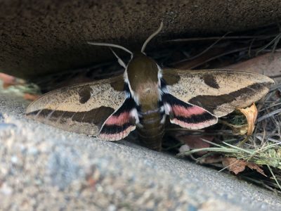 Leafy spurge hawkmoth (Hyles euphorbidae)