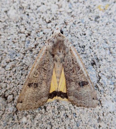 We combine molasses, apple sauce, and a bit of beer to make bait for attracting moths.