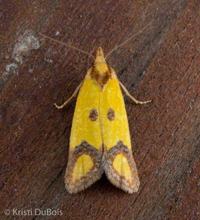 Sulphur knapweed moth (Agapeta zoegana)