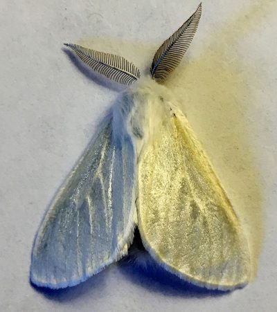 White satin moth (Leucoma salicis)