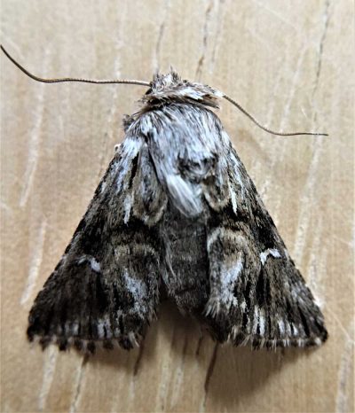 Toadflax brocade moth (Calophasia lunula)